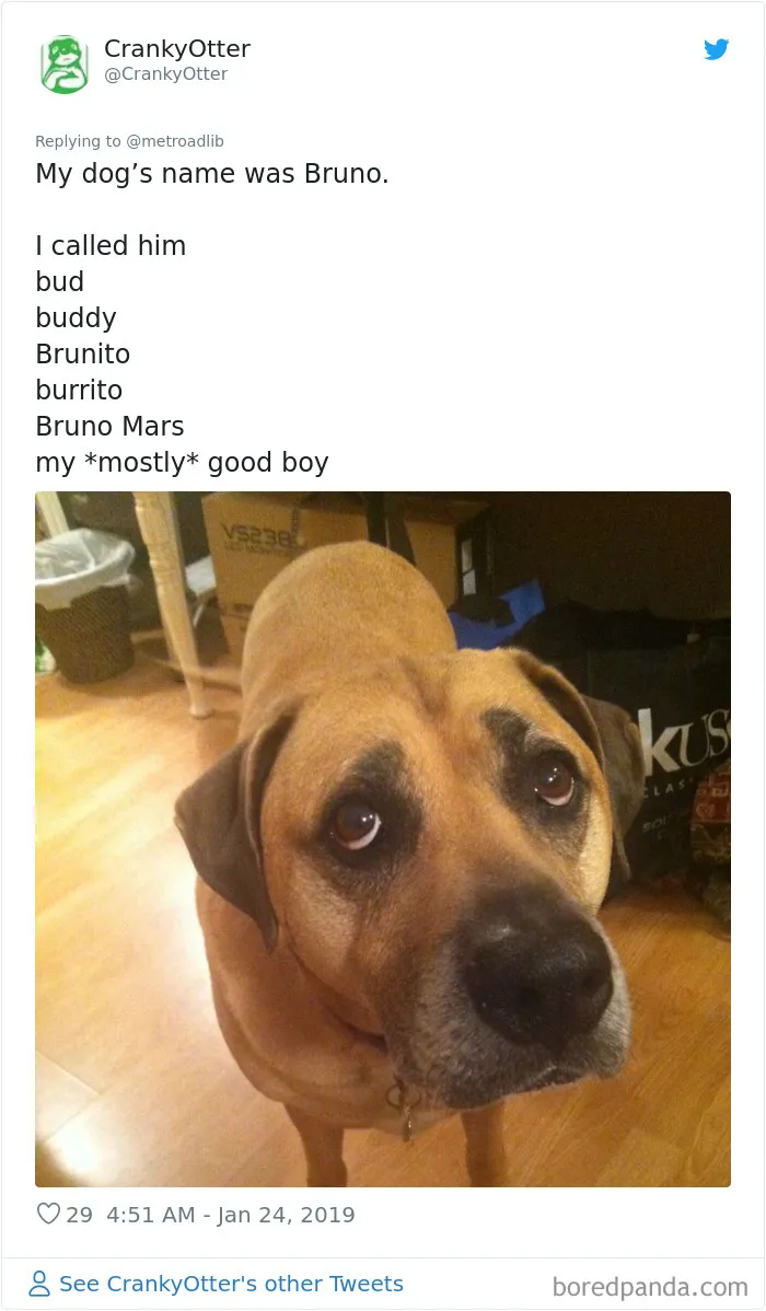 People Are Sharing The Hilarious Names They Now Call Their Pets Instead Of Their Original Ones (New Pics)