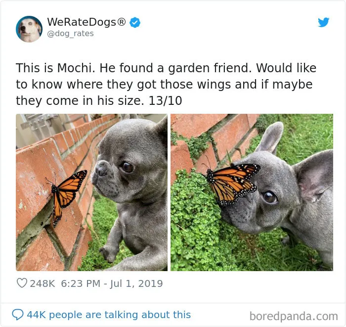 30 Times People Asked To Rate Their Dogs And Got Hilariously Wholesome Results