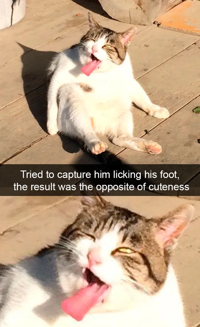 35 Hilarious Cat Snapchats That Will Put A Smile On Your Face (New Pics)