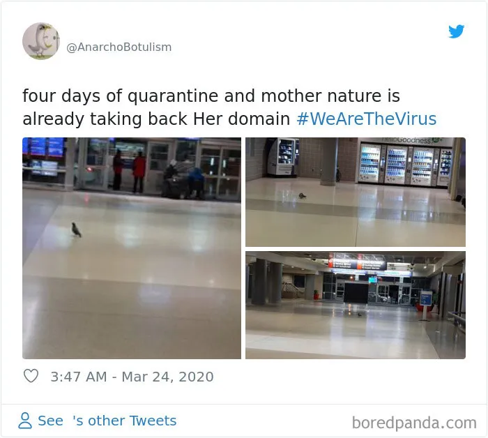 30 Funny Posts Of "Wildlife Returning' To Nature As Humans Are Forced To Quarantine