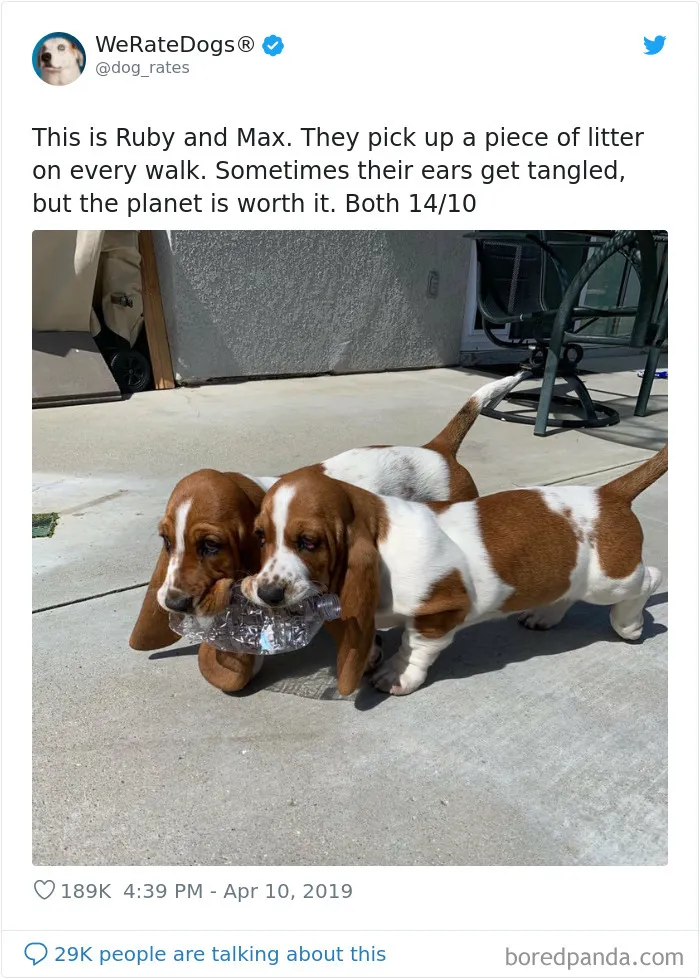 30 Times People Asked To Rate Their Dogs And Got Hilariously Wholesome Results
