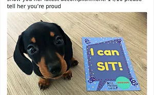 30 Times People Asked To Rate Their Dogs And Got Hilariously Wholesome Results