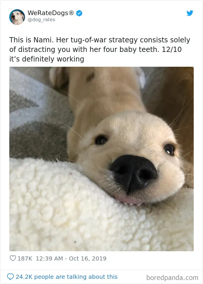 30 Times People Asked To Rate Their Dogs And Got Hilariously Wholesome Results