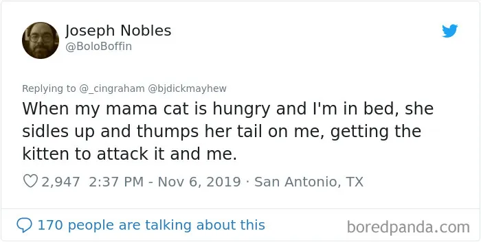 30 Times These Cat Owners Realized Their Pets Might Be Evil