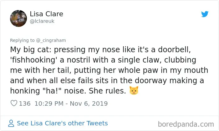 30 Times These Cat Owners Realized Their Pets Might Be Evil