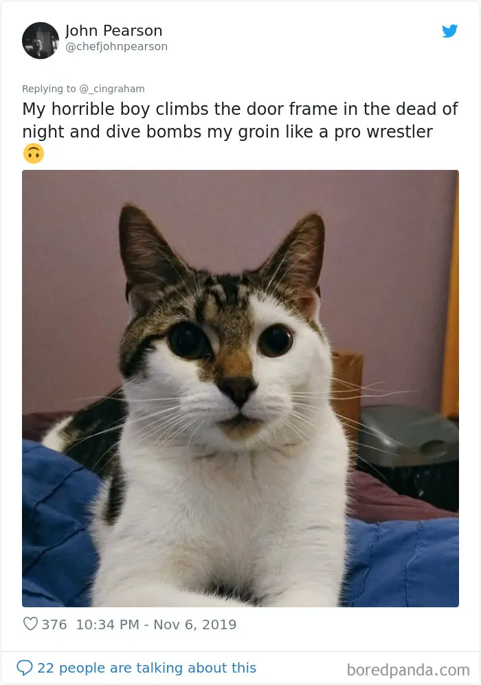 30 Times These Cat Owners Realized Their Pets Might Be Evil
