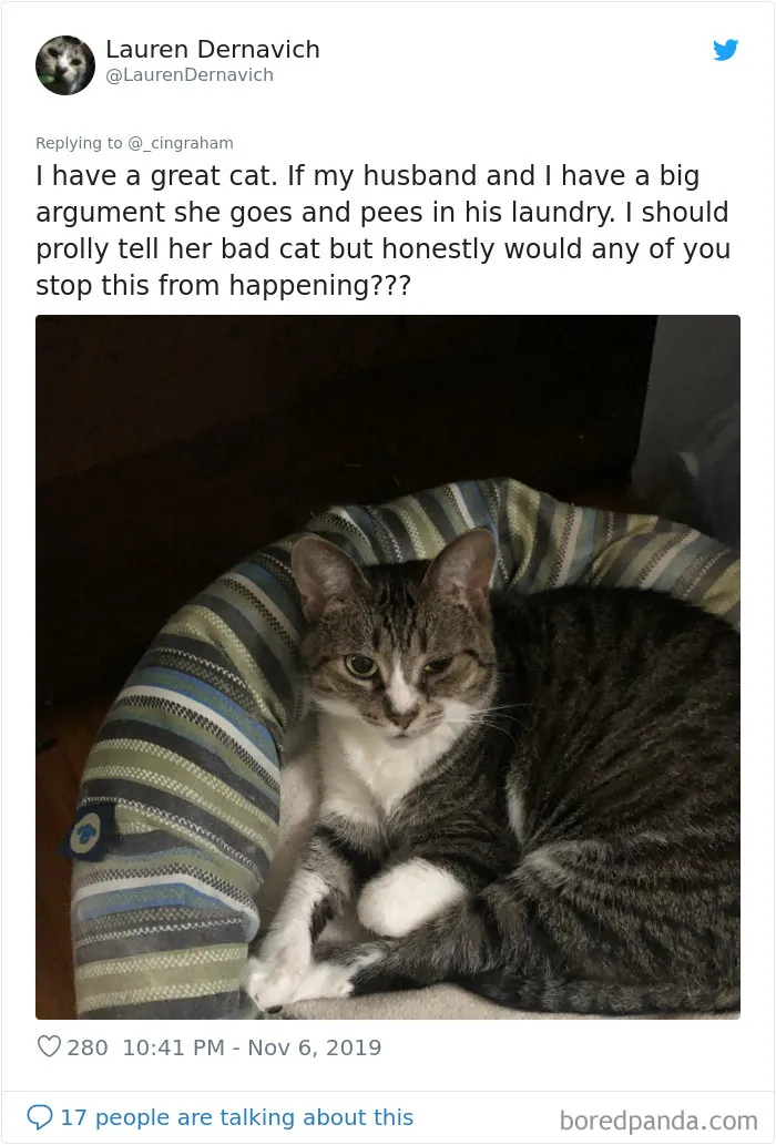 30 Times These Cat Owners Realized Their Pets Might Be Evil