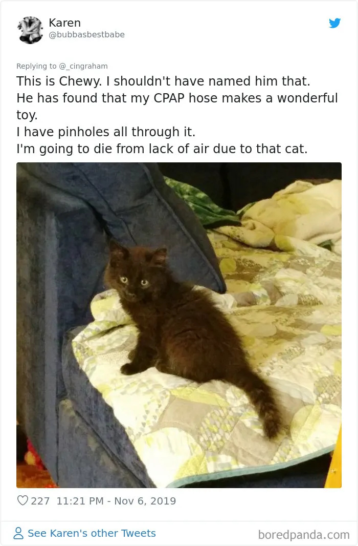 30 Times These Cat Owners Realized Their Pets Might Be Evil