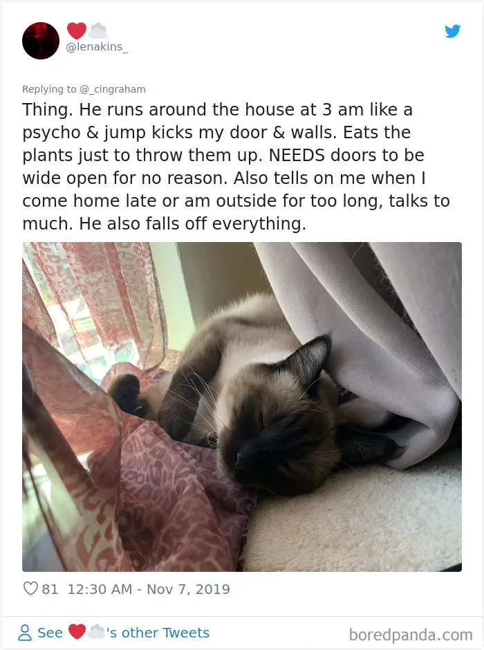 30 Times These Cat Owners Realized Their Pets Might Be Evil