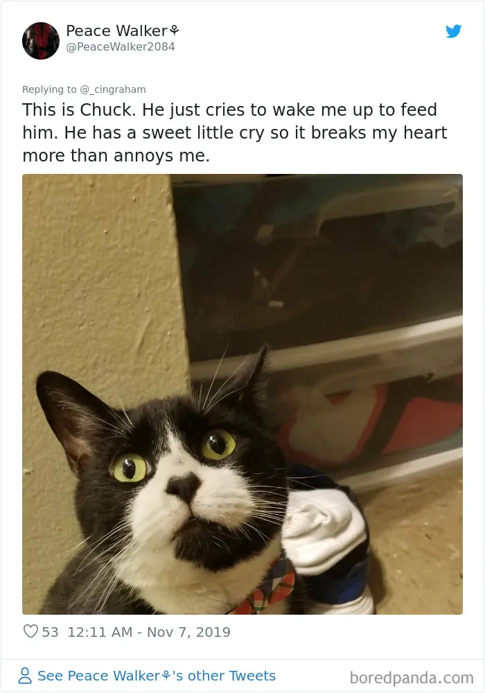 30 Times These Cat Owners Realized Their Pets Might Be Evil