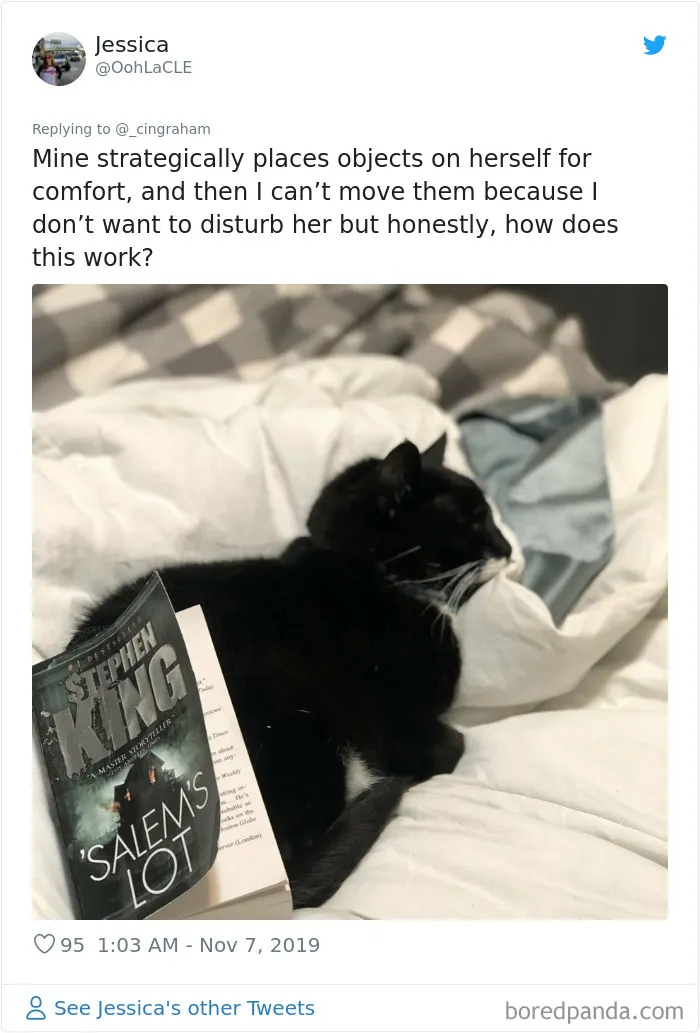 30 Times These Cat Owners Realized Their Pets Might Be Evil
