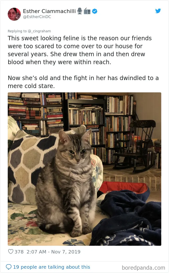 30 Times These Cat Owners Realized Their Pets Might Be Evil
