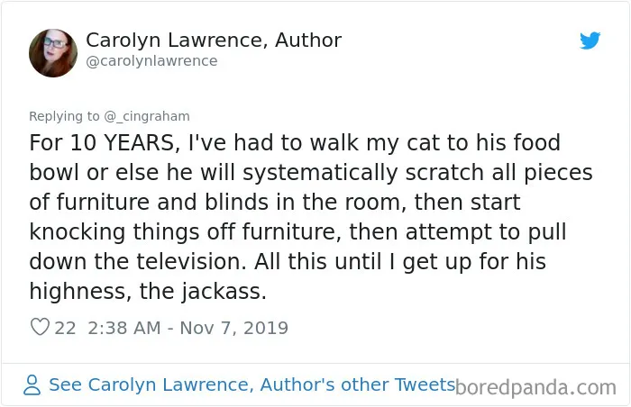 30 Times These Cat Owners Realized Their Pets Might Be Evil