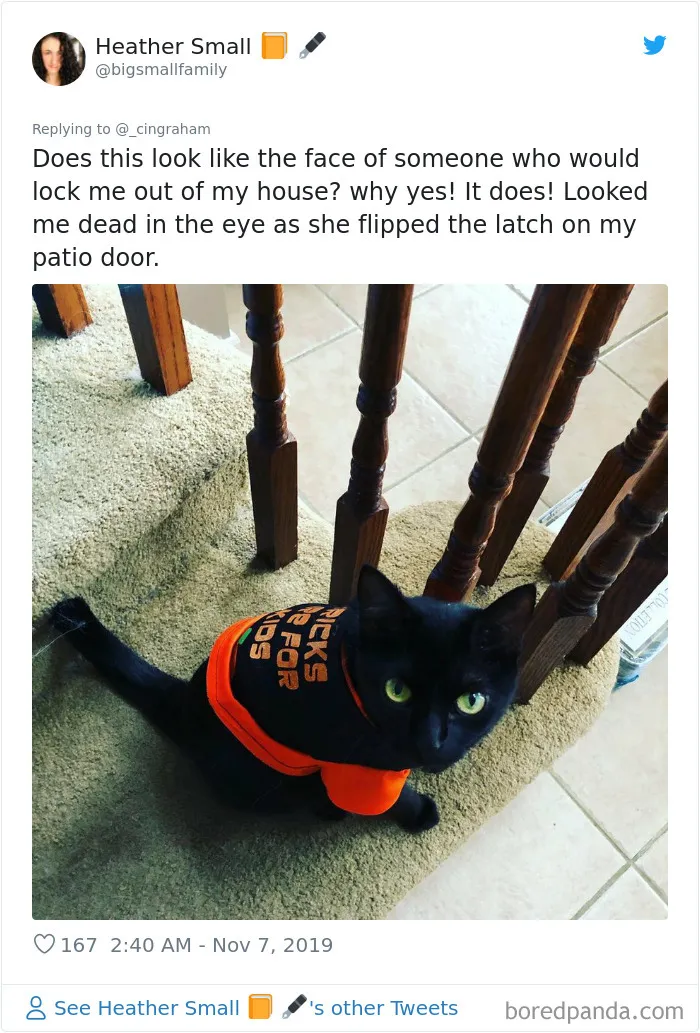 30 Times These Cat Owners Realized Their Pets Might Be Evil