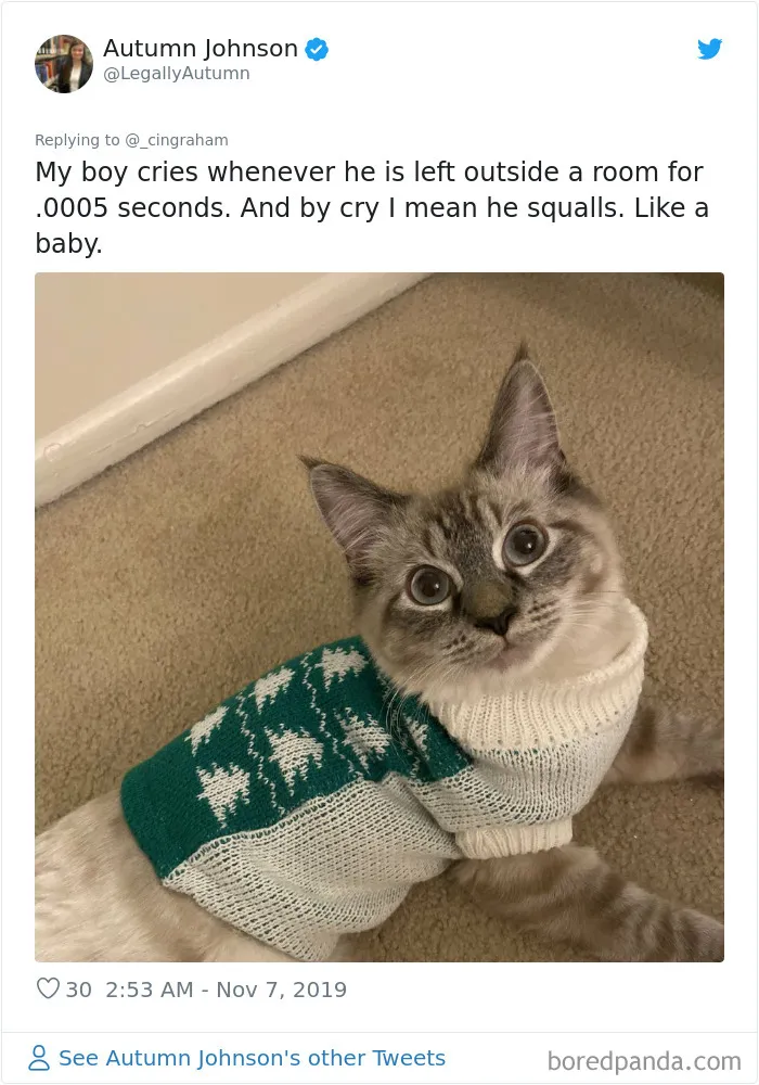 30 Times These Cat Owners Realized Their Pets Might Be Evil