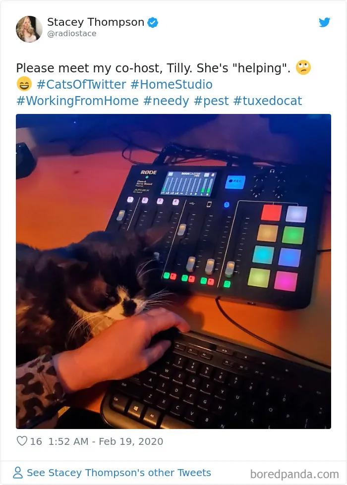 People Are Sharing How Their Pets Deal With Them Working From Home (40 Tweets)