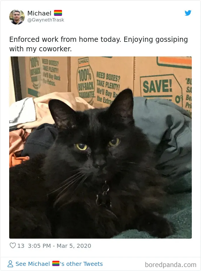 People Are Sharing How Their Pets Deal With Them Working From Home (40 Tweets)