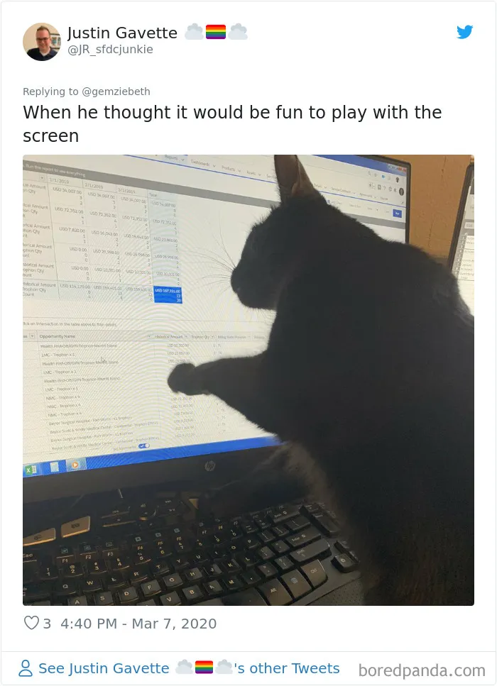 People Are Sharing How Their Pets Deal With Them Working From Home (40 Tweets)