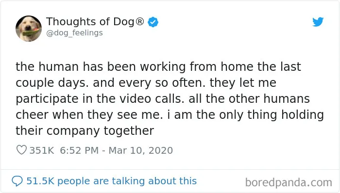 30 Of The Funniest Dog Thoughts That Dog Owners Understand Too Well (New Pics)