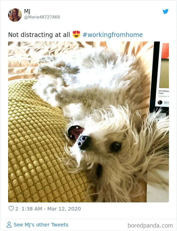 People Are Sharing How Their Pets Deal With Them Working From Home (40 Tweets)