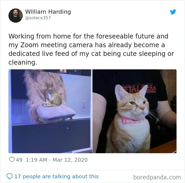 People Are Sharing How Their Pets Deal With Them Working From Home (40 Tweets)