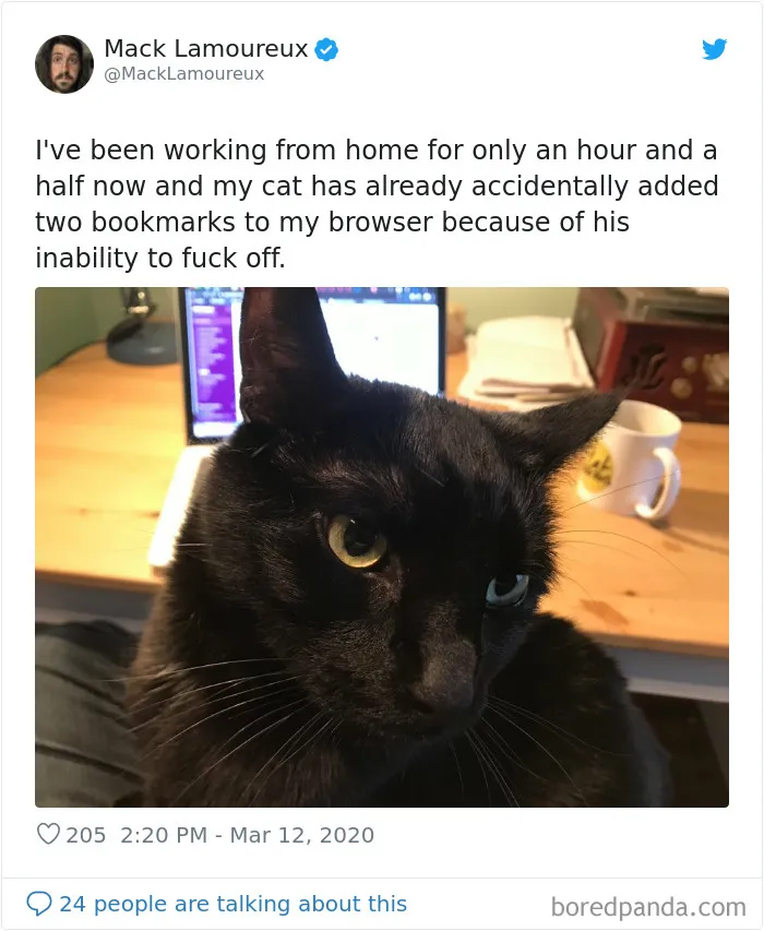 People Are Sharing How Their Pets Deal With Them Working From Home (40 Tweets)