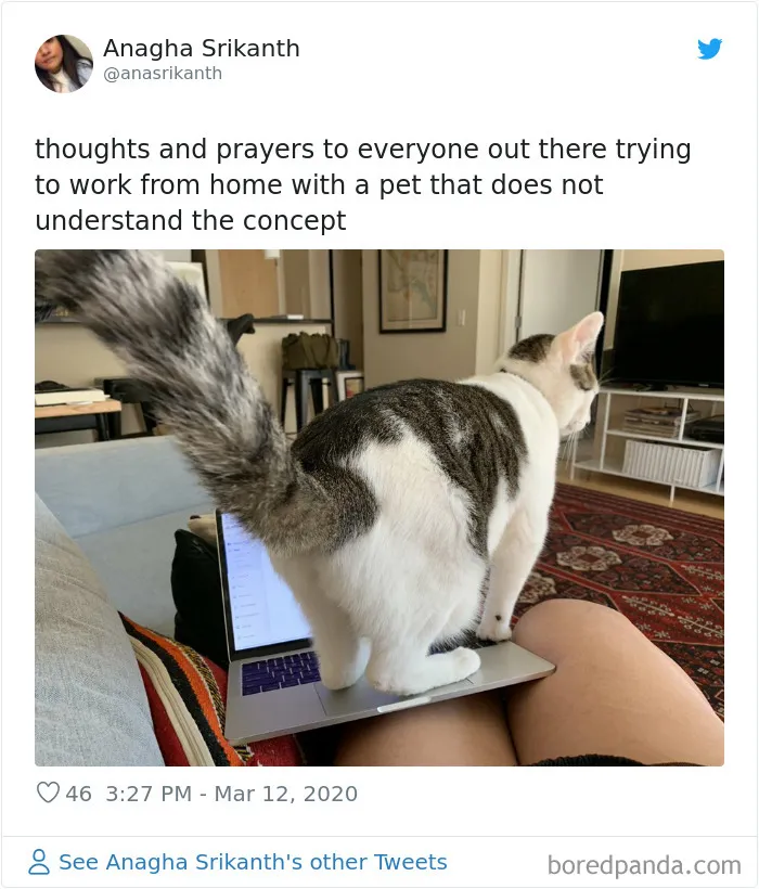 People Are Sharing How Their Pets Deal With Them Working From Home (40 Tweets)