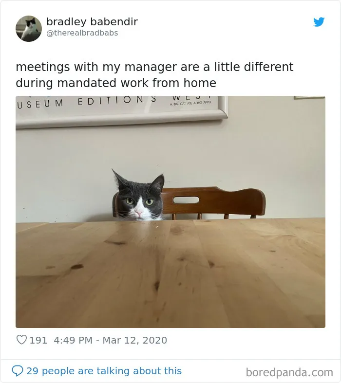People Are Sharing How Their Pets Deal With Them Working From Home (40 Tweets)