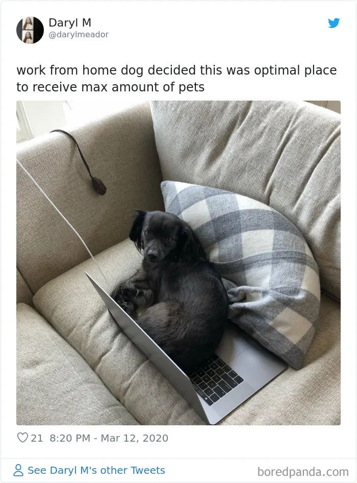 People Are Sharing How Their Pets Deal With Them Working From Home (40 Tweets)