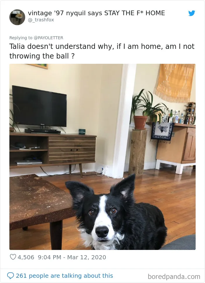 People Are Sharing How Their Pets Deal With Them Working From Home (40 Tweets)