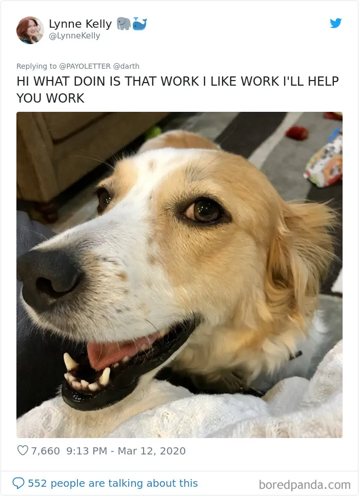 People Are Sharing How Their Pets Deal With Them Working From Home (40 Tweets)