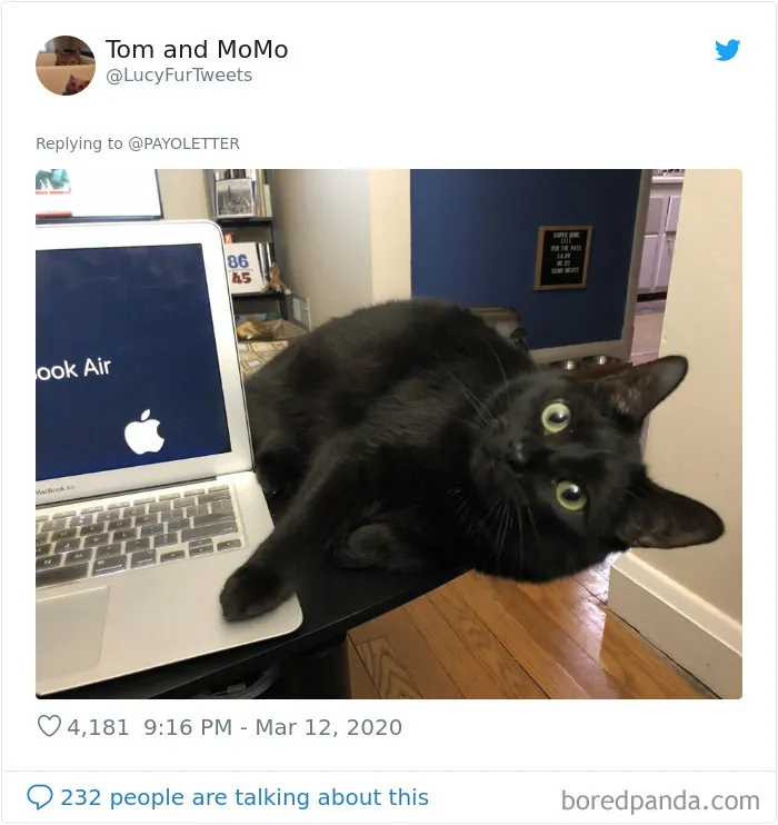 People Are Sharing How Their Pets Deal With Them Working From Home (40 Tweets)