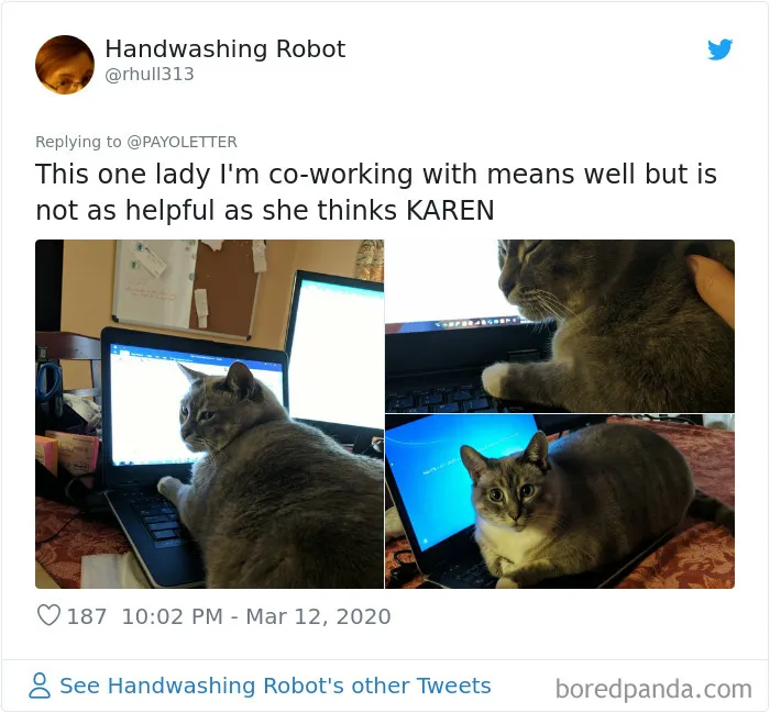 People Are Sharing How Their Pets Deal With Them Working From Home (40 Tweets)