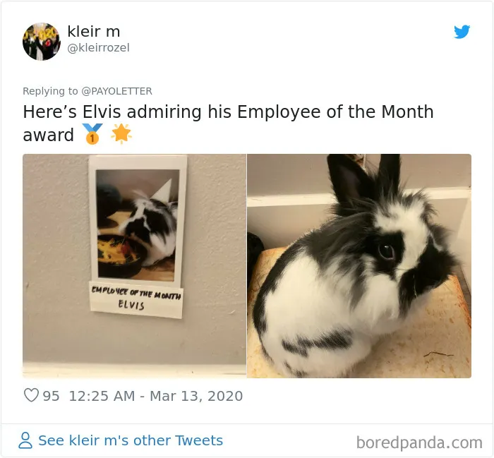 People Are Sharing How Their Pets Deal With Them Working From Home (40 Tweets)