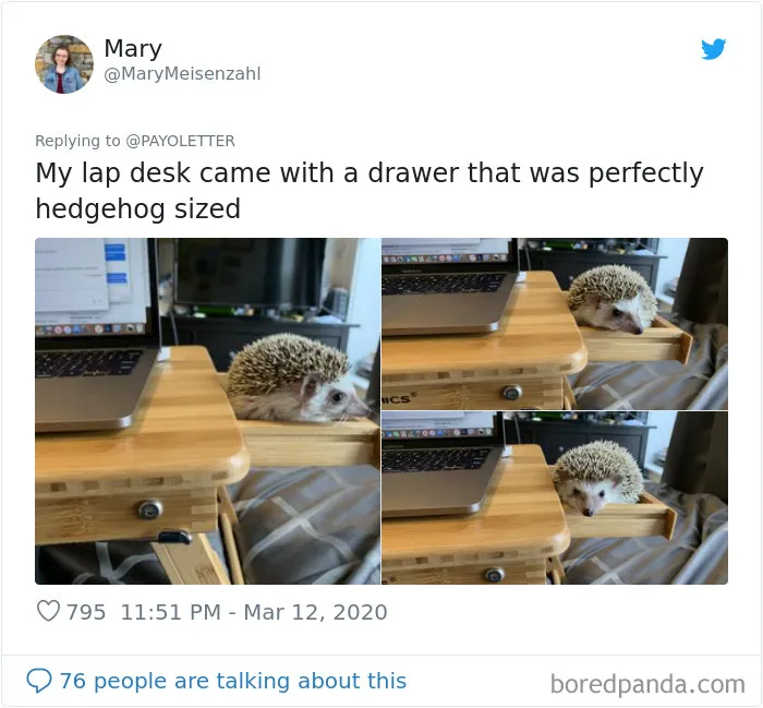 People Are Sharing How Their Pets Deal With Them Working From Home (40 Tweets)