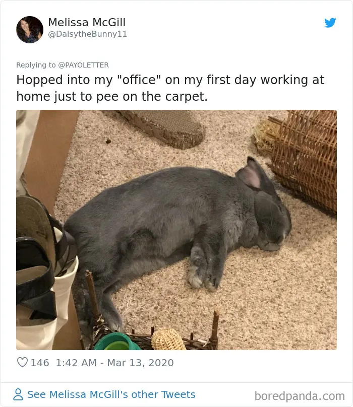 People Are Sharing How Their Pets Deal With Them Working From Home (40 Tweets)