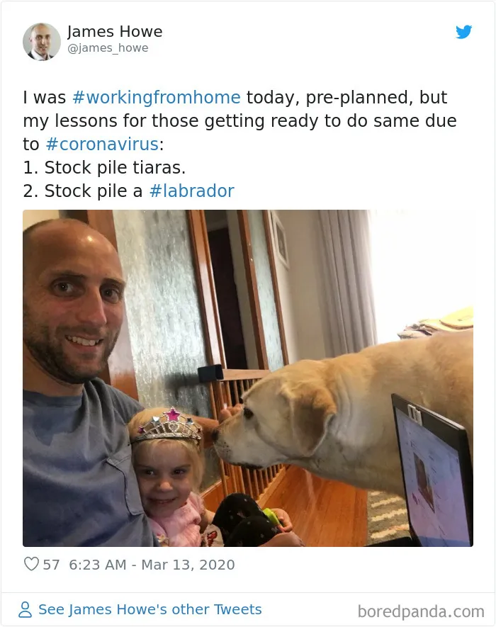 People Are Sharing How Their Pets Deal With Them Working From Home (40 Tweets)