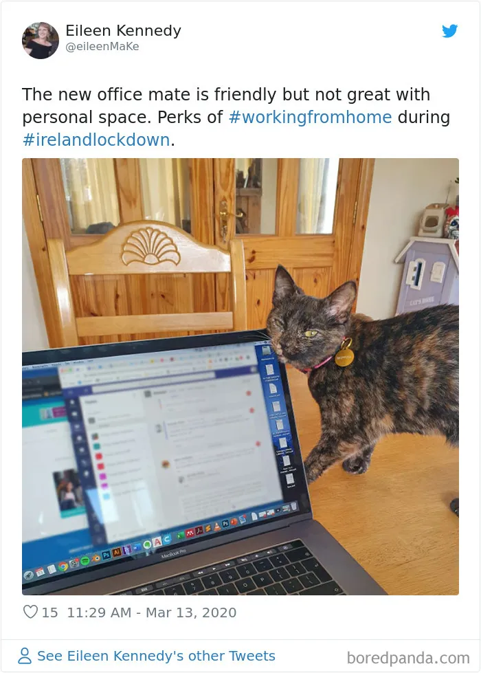 People Are Sharing How Their Pets Deal With Them Working From Home (40 Tweets)
