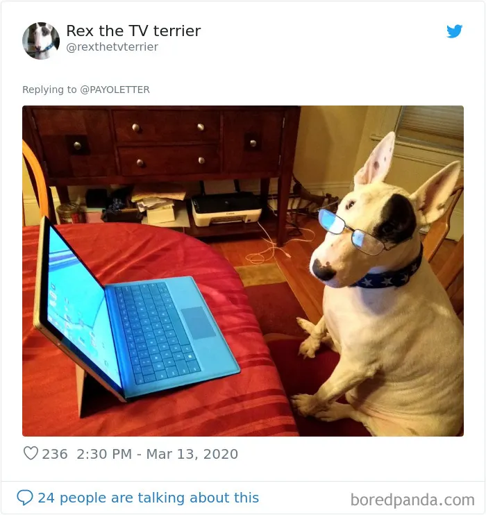 People Are Sharing How Their Pets Deal With Them Working From Home (40 Tweets)