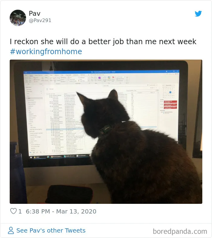 People Are Sharing How Their Pets Deal With Them Working From Home (40 Tweets)