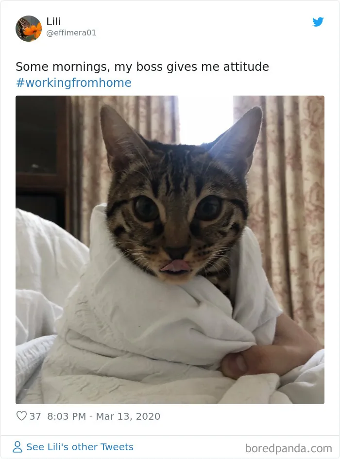 People Are Sharing How Their Pets Deal With Them Working From Home (40 Tweets)