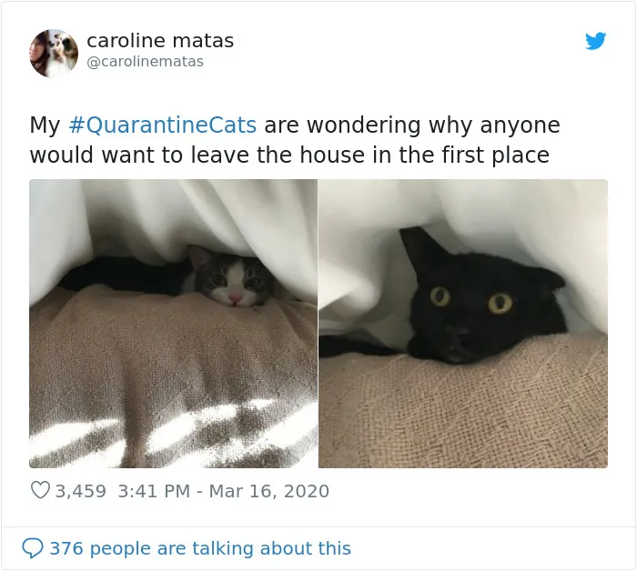 People Are Sharing Photos Of Their Cats In Quarantine And Here Are 32 Of The Best Ones