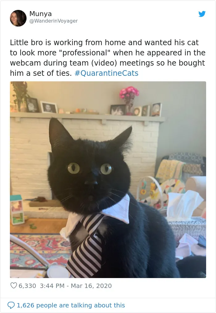 People Are Sharing Photos Of Their Cats In Quarantine And Here Are 32 Of The Best Ones