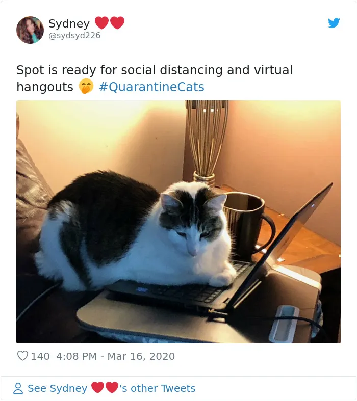 La gente comparte fotos de sus gatos en cuarentena y aquí están 22 de las mejores