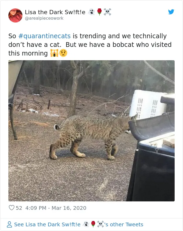 People Are Sharing Photos Of Their Cats In Quarantine And Here Are 32 Of The Best Ones