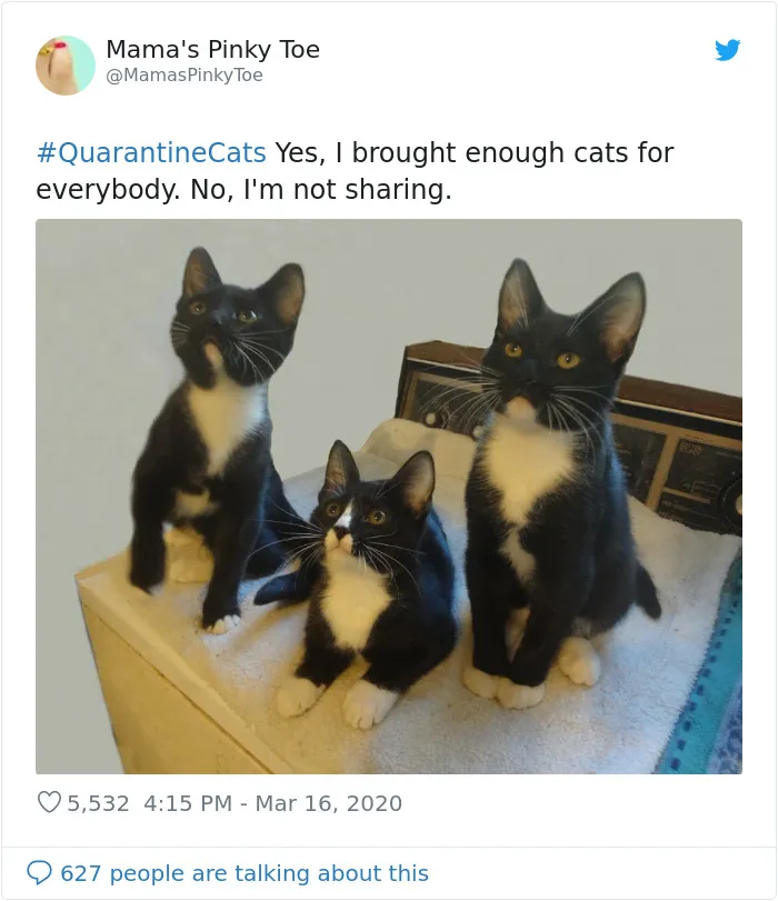 People Are Sharing Photos Of Their Cats In Quarantine And Here Are 32 Of The Best Ones