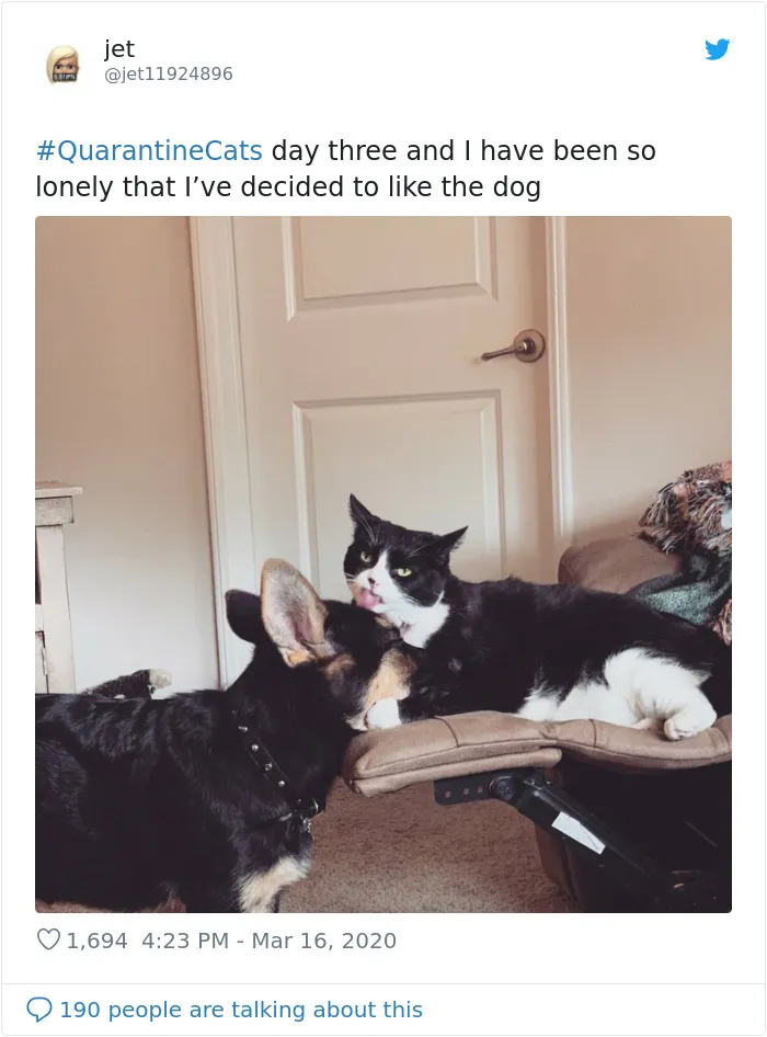 People Are Sharing Photos Of Their Cats In Quarantine And Here Are 32 Of The Best Ones