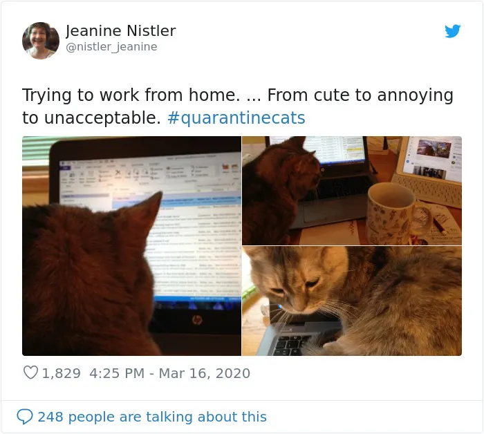 People Are Sharing Photos Of Their Cats In Quarantine And Here Are 32 Of The Best Ones