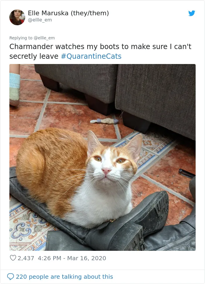 People Are Sharing Photos Of Their Cats In Quarantine And Here Are 32 Of The Best Ones