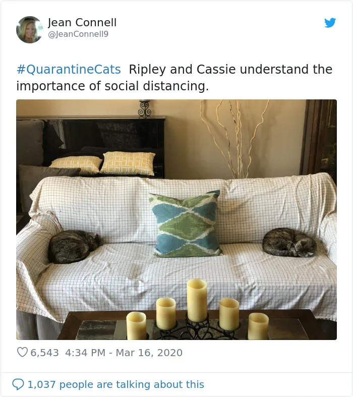 People Are Sharing Photos Of Their Cats In Quarantine And Here Are 32 Of The Best Ones